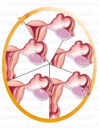 Description: Menstruation