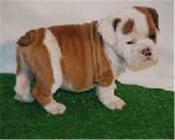   Akita puppy   for  sale   in al Sib