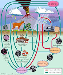 The  nitrogen cycle   