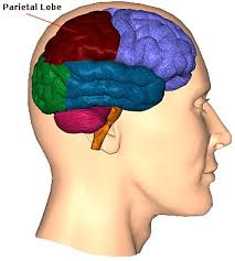 parietal