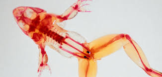 Biology.jpg