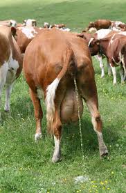 taurus taurus peeing.jpg