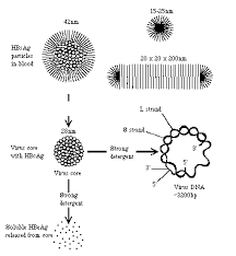 http://www.microbiologybytes.com/virology/3035pics/Hepatitis1.gif