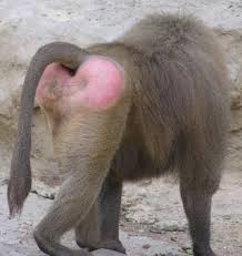      resembles a stylized  butt   