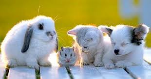 animal testing