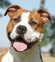 http://www.antagene.com/uploadphoto/chien/amstaff_fololia_20_.jpg
