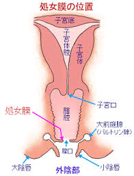 ほとんどの男性の場合処女膜っ