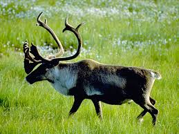 Porcupine Caribou Herd