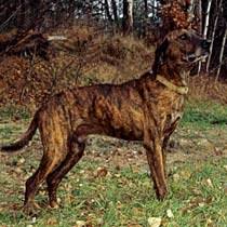   Plott   Hound