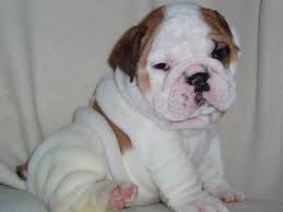 Bulldogs : English - via Daymix
