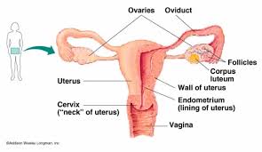      of  male   clitoris equivalent    
