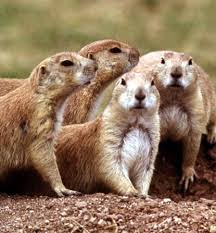 Blacktail Prairie Dogs - via Daymix