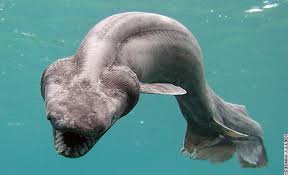   Frill   Shark Cry