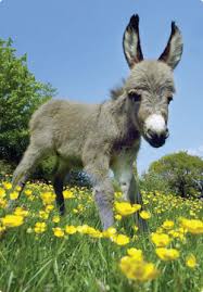 The Original Miniature Pony Centre