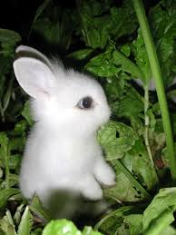 baby bunnies are officially