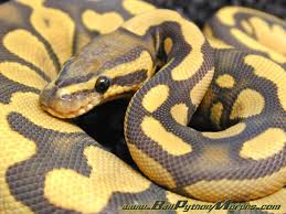 Wallpaper : Ball Python - via Daymix