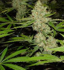 Marijuana” - via Daymix