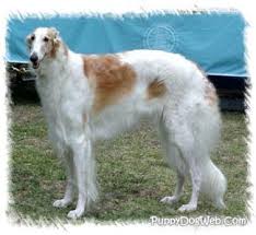   Borzoi   Borozoi Breeders