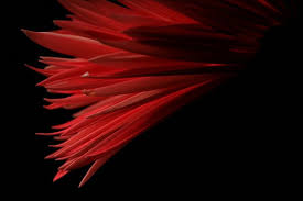   Red   Gerber Daisy