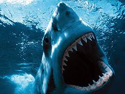 The Habitat of the  Great White   Shark