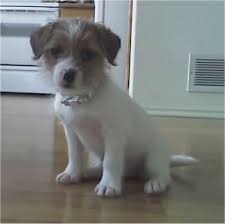      old Ratshi  Terrier    Rat Terrier      