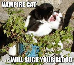 vampire-cat-will-suck-