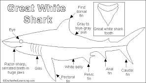   Great white Shark  