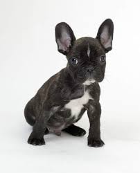   French Bulldog   x26middot weimar 
