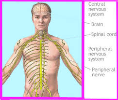 Parkinson's disease typically - via Daymix