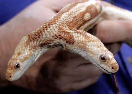 For sale: two-headed snake - via Daymix