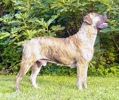      or the  African Boerboel   