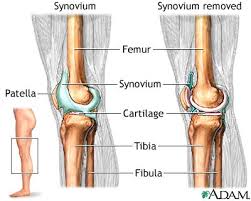 Knee joint - via Daymix