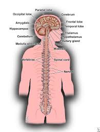 What is the  central nervous system   