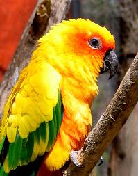In Bahasa we call the bird x26 39 Burung