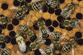Worker bees - via Daymix