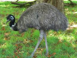 Emu ( Dromaius novaehollandiae