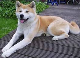   Akita dog  