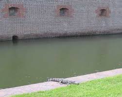 Gator  moat   Let s dig a  moat   around    