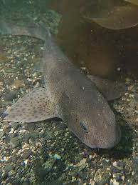 It x26s about a cat shark