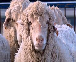 human-sheep chimera - via Daymix