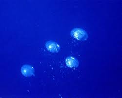 Bubble Phenomena - via Daymix