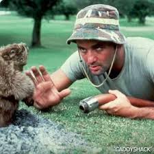 Image Bill Murray Picture