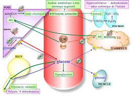 http://www.memobio.fr/images/bioc/acidoceto.jpg