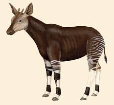 okapi facts
