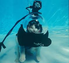 From the  Scuba 