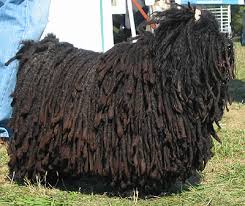 what a  puli   dog looks like