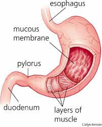   acid reflux   heartburn