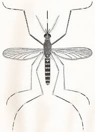 http://www.solanomosquito.com/images/encephalitis.jpg