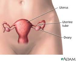      the male  reproductive   tract that    