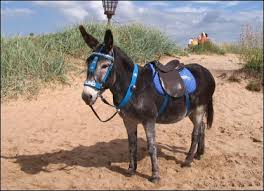 A beach donkey from Skegness in